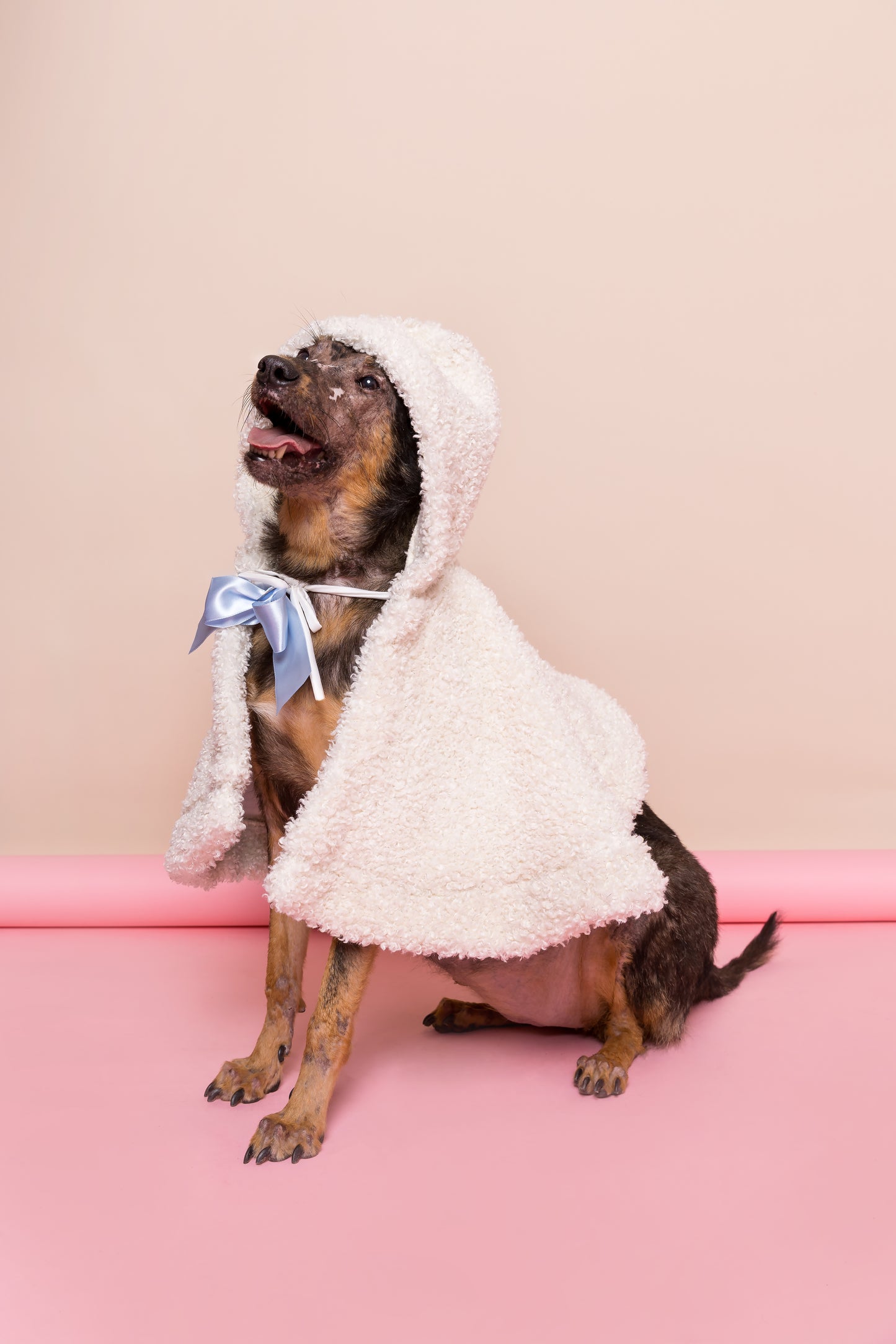 Capuz Cotton Candy Pet