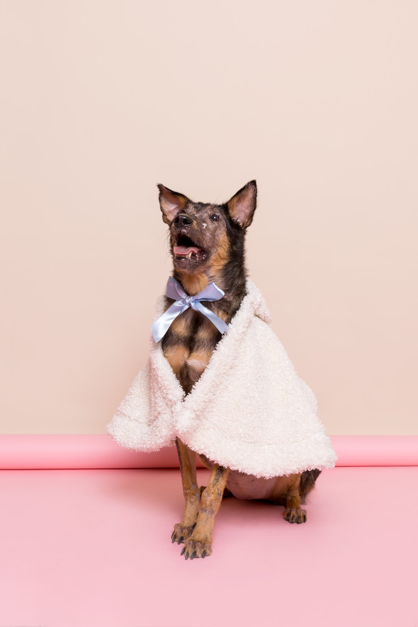 Capuz Cotton Candy Pet