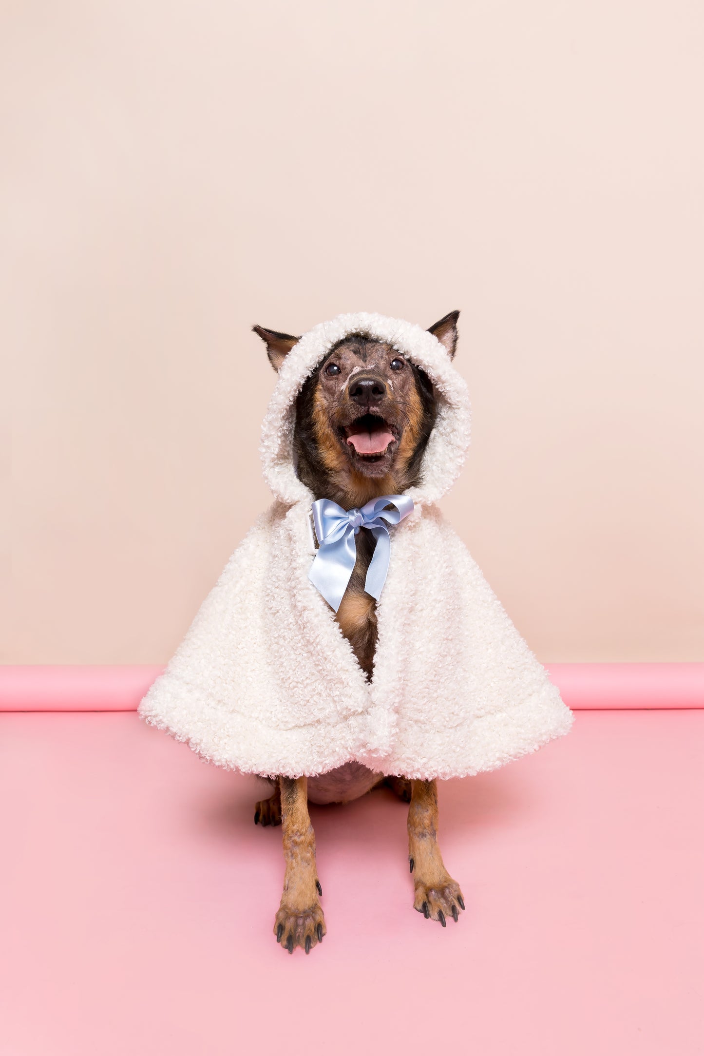 Capuz Cotton Candy Pet
