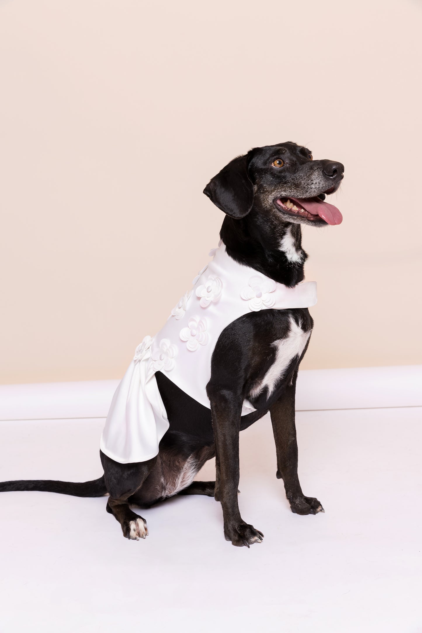 Vestido Noiva Pet